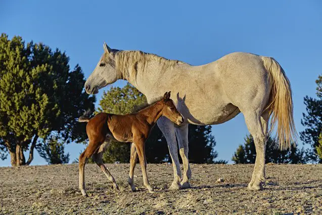 oldenburg horse