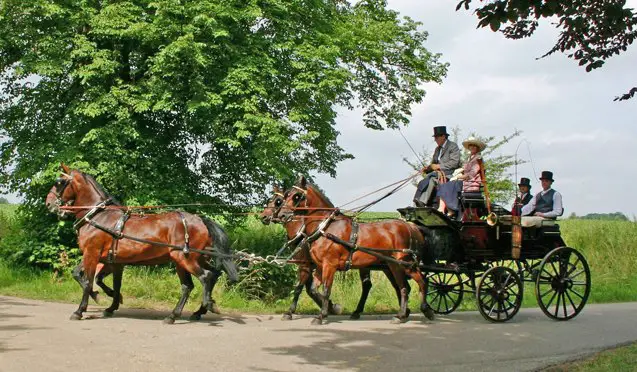 cleveland bay horse