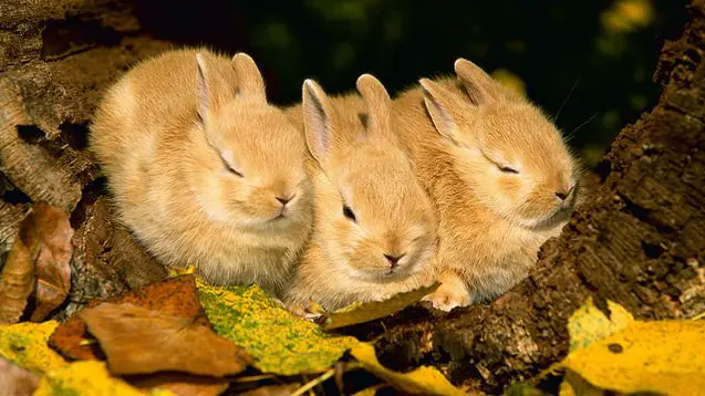 palomino rabbit