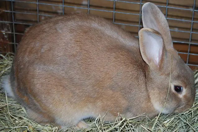 palomino rabbit