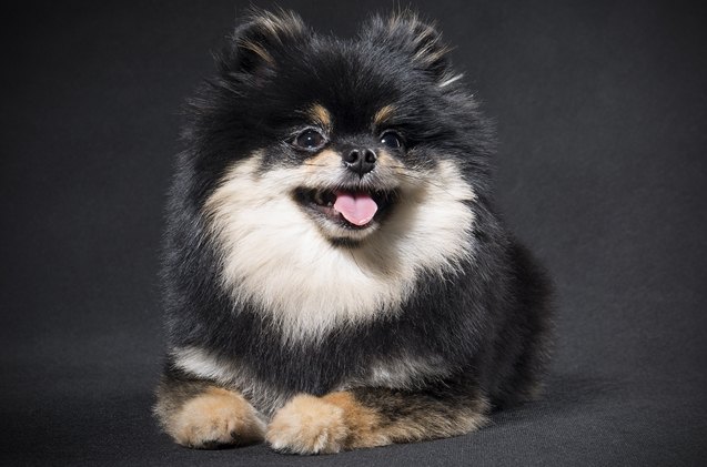 german spitz klein