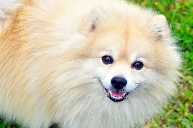 german spitz klein