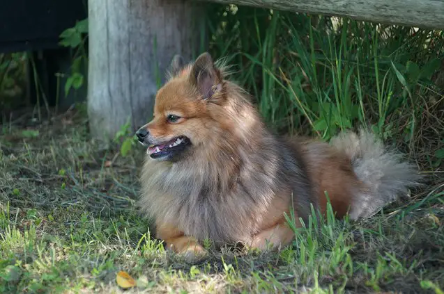 german spitz klein