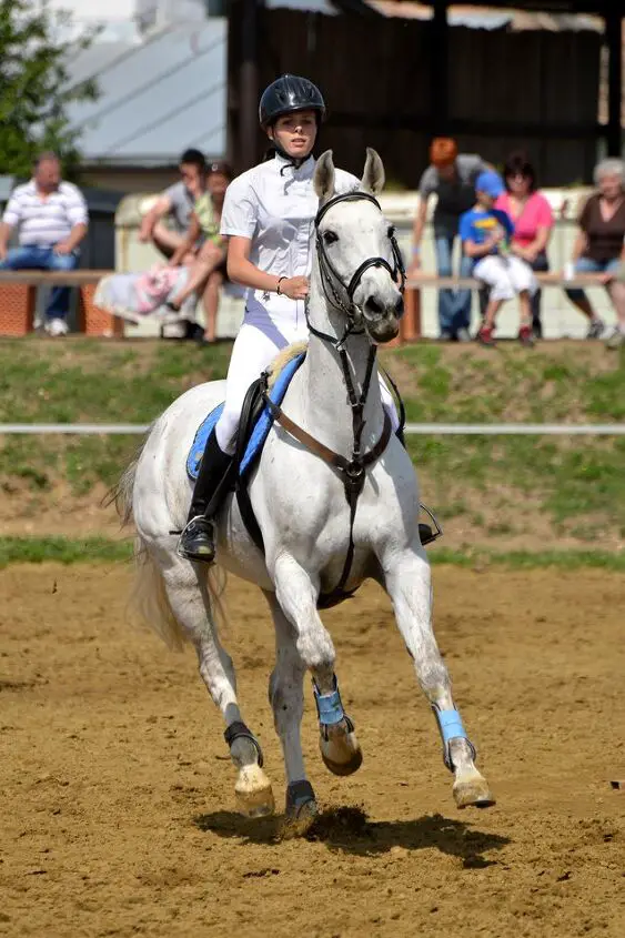 trakehner horse