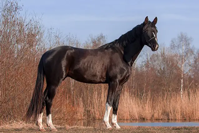 trakehner horse