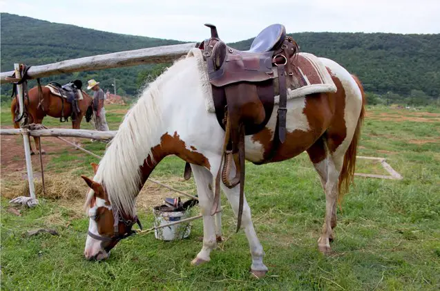 spotted saddle horse