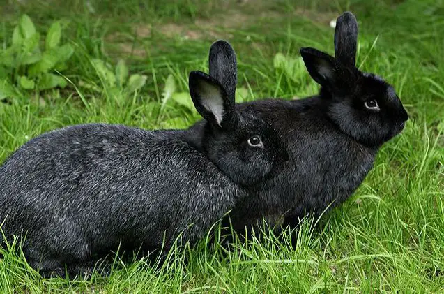 silver fox rabbit