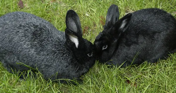 silver fox rabbit