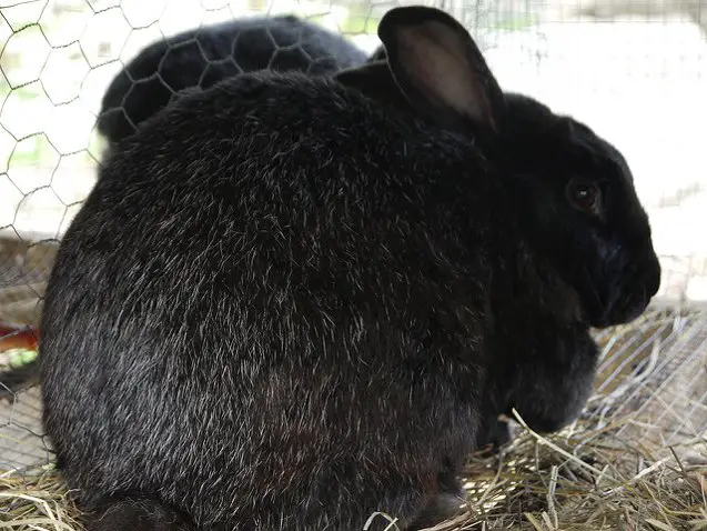 silver fox rabbit