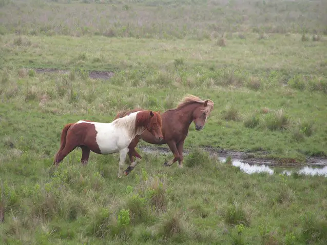 chincoteague pony