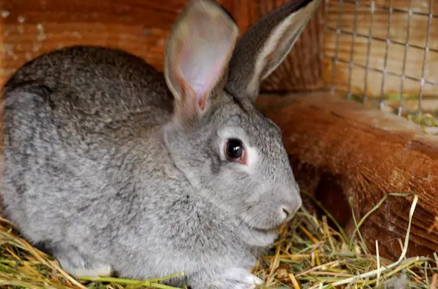 standard chinchilla rabbit