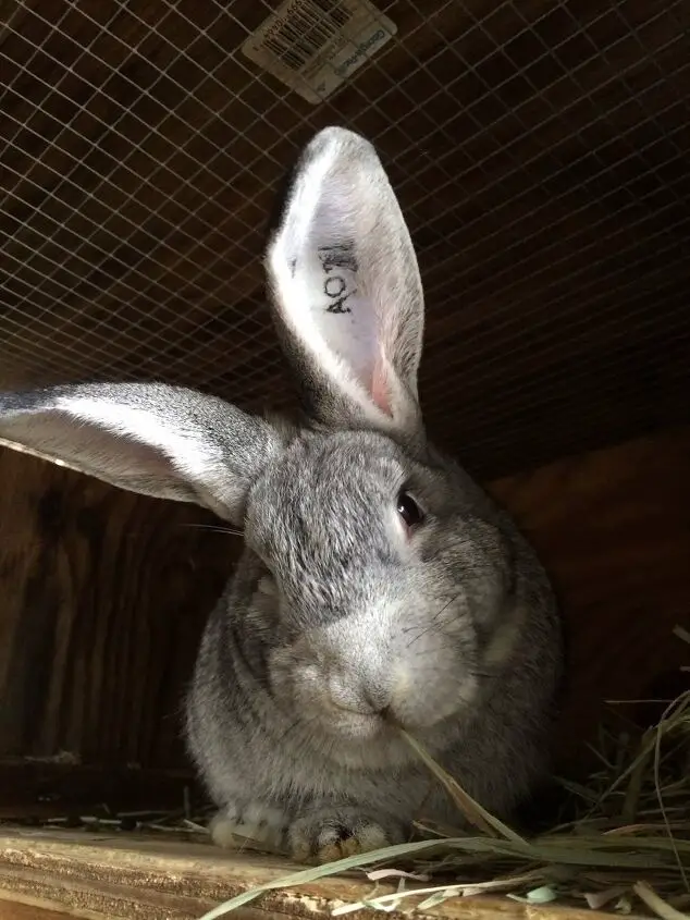 standard chinchilla rabbit