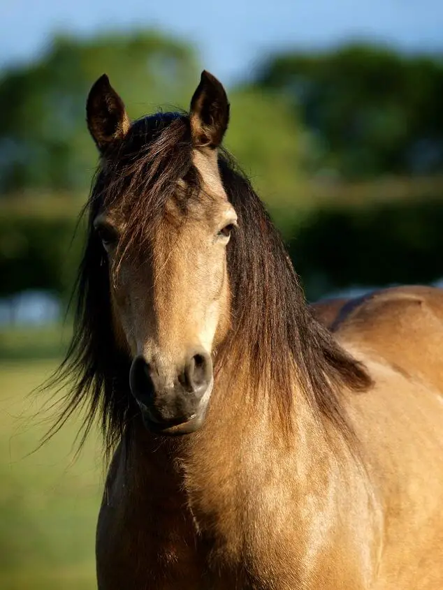 connemara pony