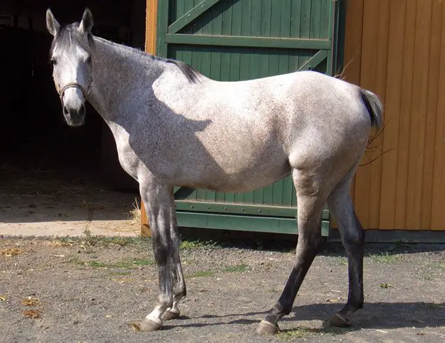 anglo arabian horse