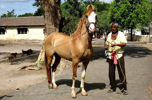 kathiawari horse