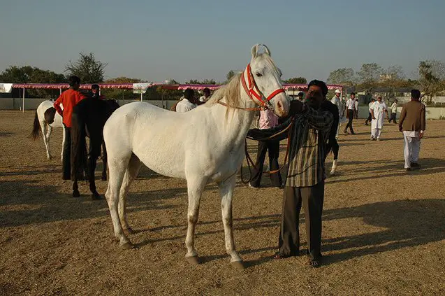 kathiawari horse