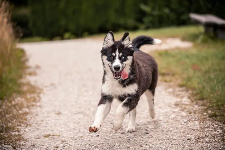 east siberian laika