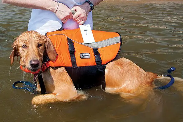 top 5 pet boating blunders and how to avoid them