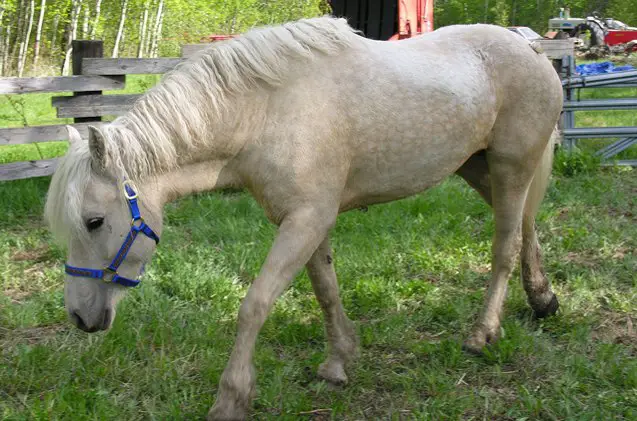 curly horse