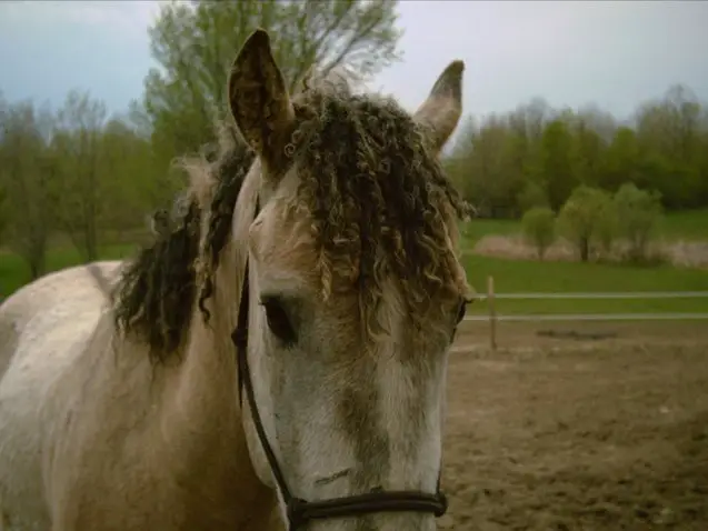 curly horse