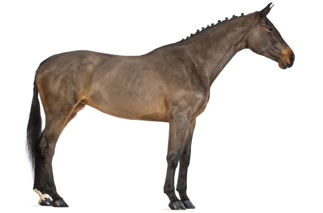 belgian warmblood horse