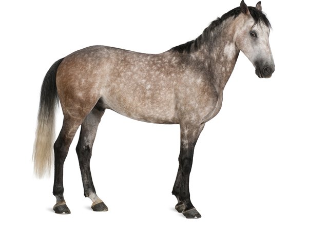 belgian warmblood horse