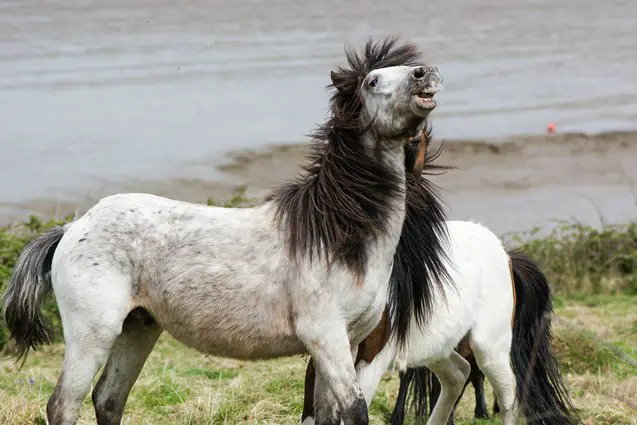 dartmoor pony