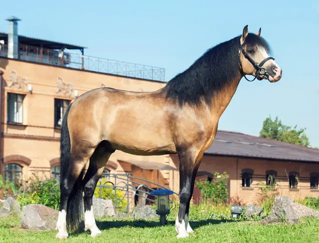 welsh pony