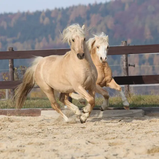 welsh pony