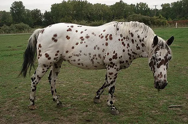 colorado ranger horse