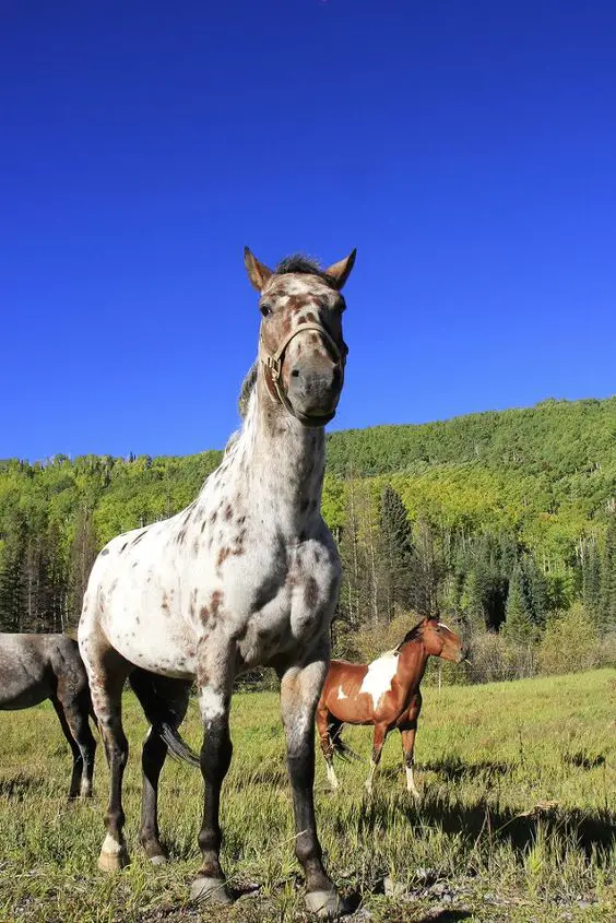 colorado ranger horse