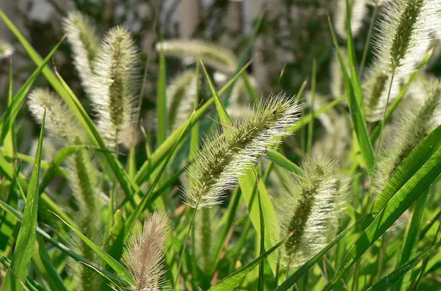 what are the dangers of foxtails to dogs