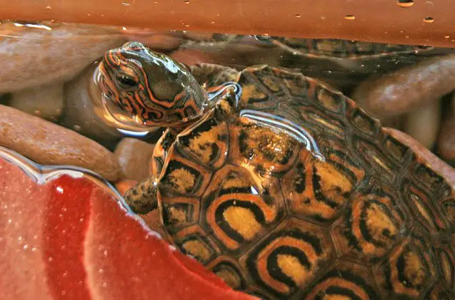 central american wood turtle