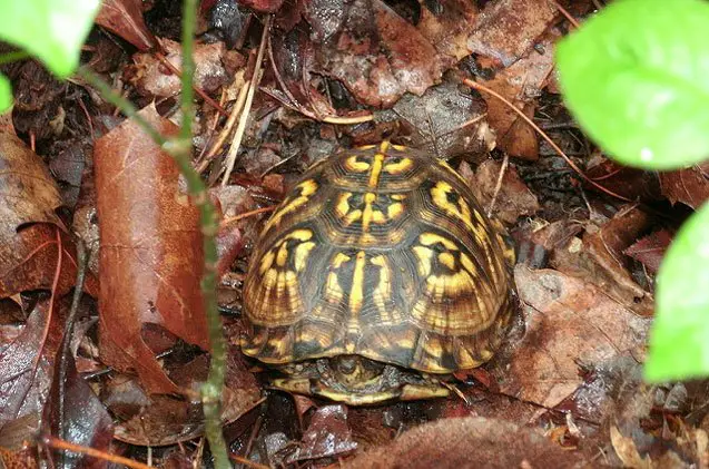 central american wood turtle