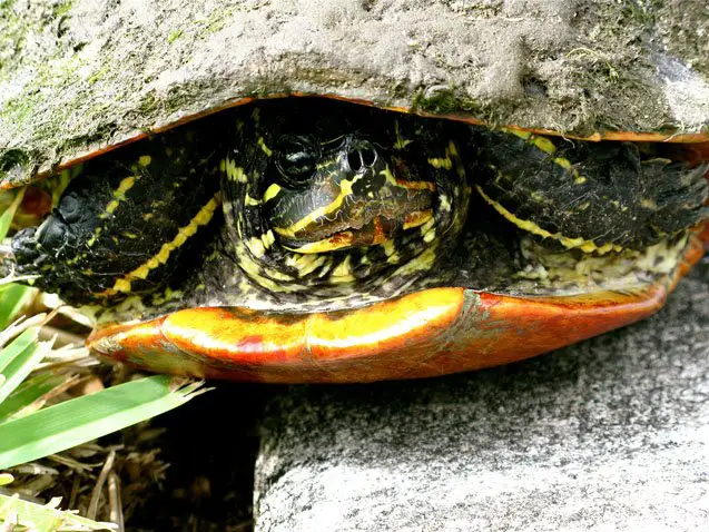 florida red belly turtle