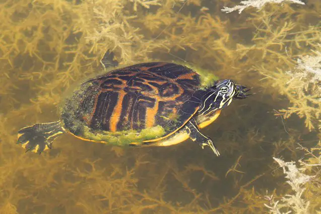 florida red belly turtle