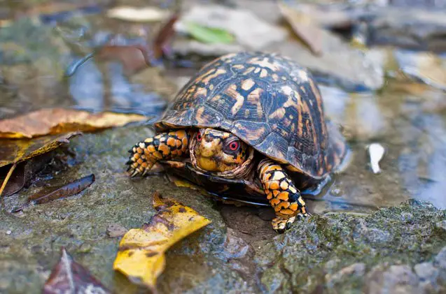 eastern box turtle