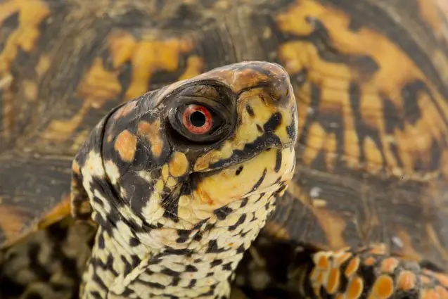 eastern box turtle