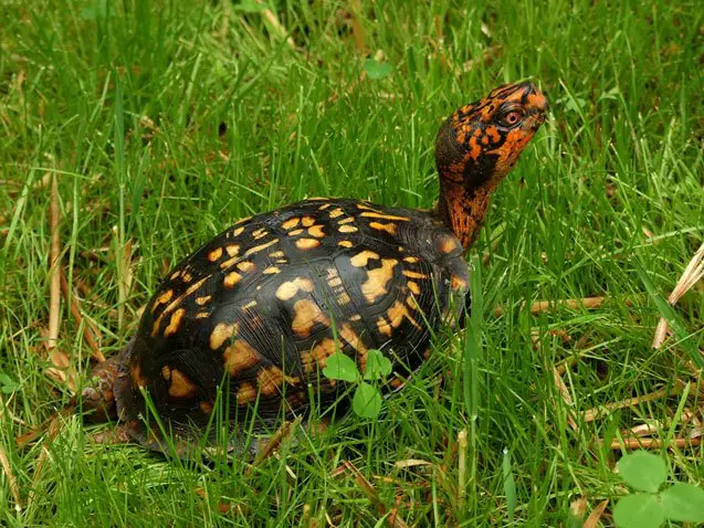 eastern box turtle