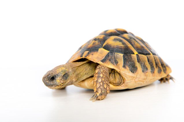 greek tortoise