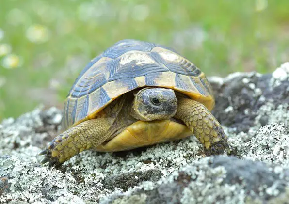 greek tortoise