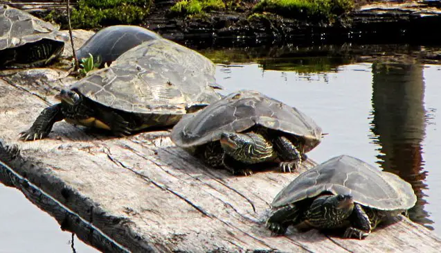 northern map turtle