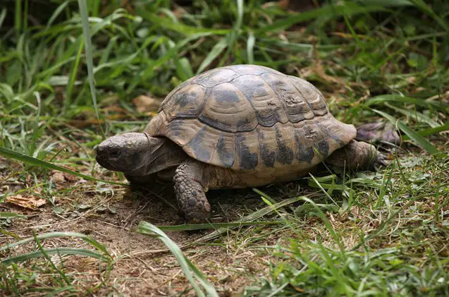 russian tortoise