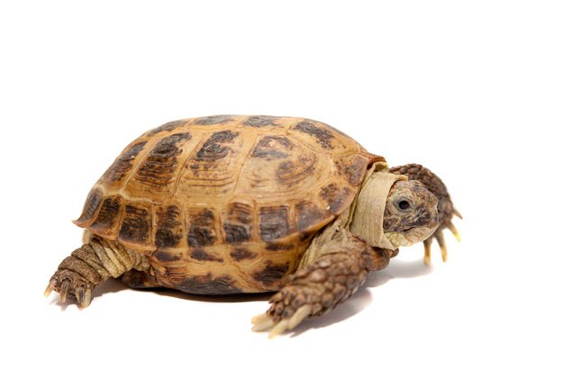 russian tortoise