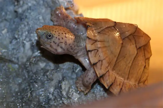 razorback musk turtle