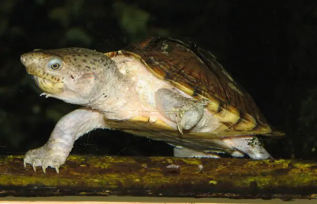 razorback musk turtle