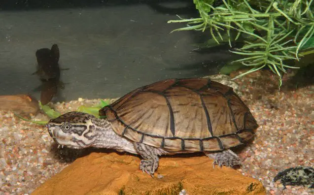 razorback musk turtle