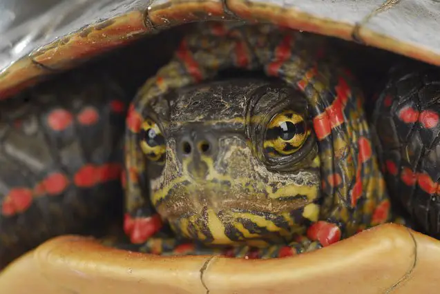 western painted turtle