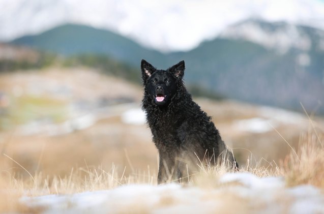 croatian sheepdog