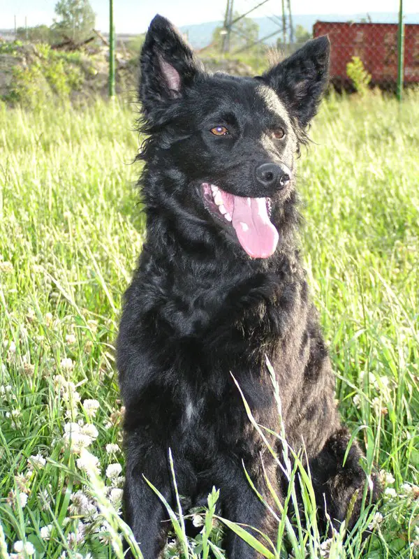 croatian sheepdog